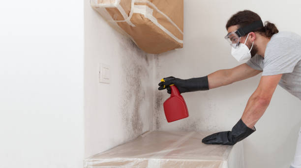 Professional Basement Mold Removal technician working in Englewood, NJ